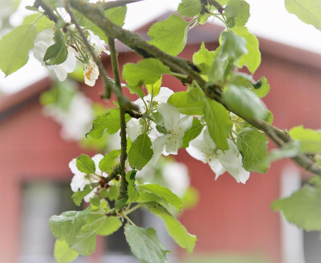 Villa Maria Garden Cottages, Helsingborg Exteriér fotografie